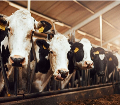 Boerderij ratten bestrijden